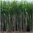 Close up of tall crops.