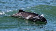 A harbor porpoise riding the wake of a boat in Burrows Pass, Salish Sea.