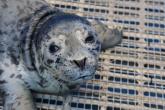 Close-up of rescued harbor seal pup DeePee during rehabilitation at the Vancouver Aquarium Marine Mammal Rescue Society in British Columbia.