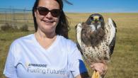 Person standing with hawk
