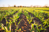corn crop starting to grow in field