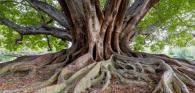 Giant tree with exposed roots