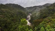 River in forest
