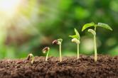a seedling at five different stages of growth out of the soil.