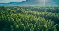 Aerial view of a lush green forest with sunlight streaming over distant mountains.