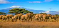 group of elephants walking across a plain