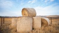 hay bales