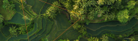 Aerial view of terraced fields of green crops and trees.