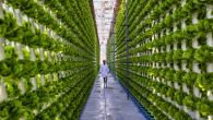 A person walking down tall vertical rows of green plants.