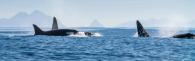 Orcas in the ocean