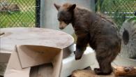 Montana the bear cub