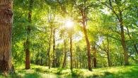 Sun shining into the woods.