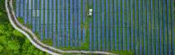 Aerial shot of solar panels in field