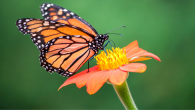 A Monarch Butterfly on a Flower
