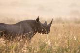 A black rhino at sunrise in Nairobi National Park, Kenya.  Enduring Earth is working in Kenya to protect and restore critical landscapes while promoting biodiversity conservation and sustainable land management practices for both people and wildlife.