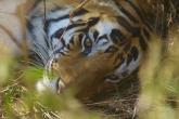 Face of a Bengal Tiger