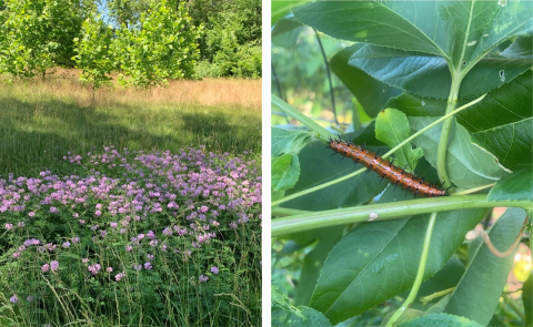 wildlife at the refinery's garden