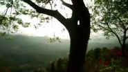 Tree shown.