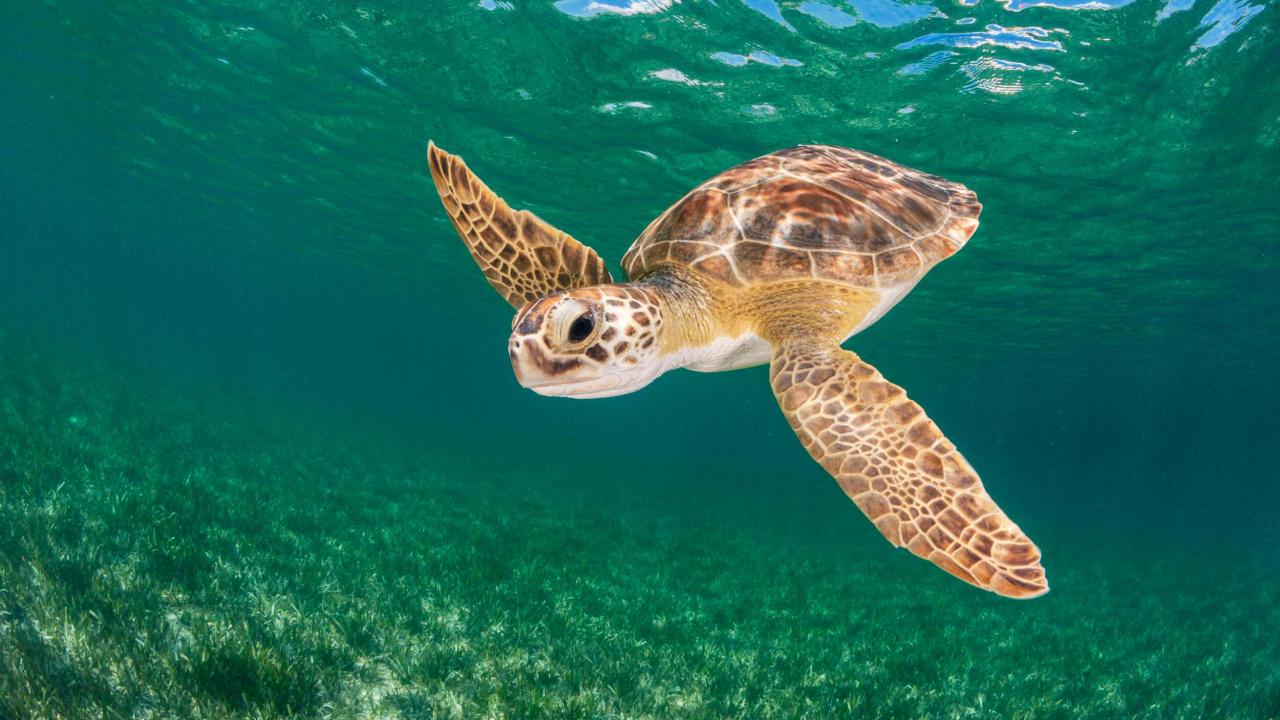 A green turtle swims over her favorite food, seagrass, in Eleuthera, Bahamas. © Shane Gross 