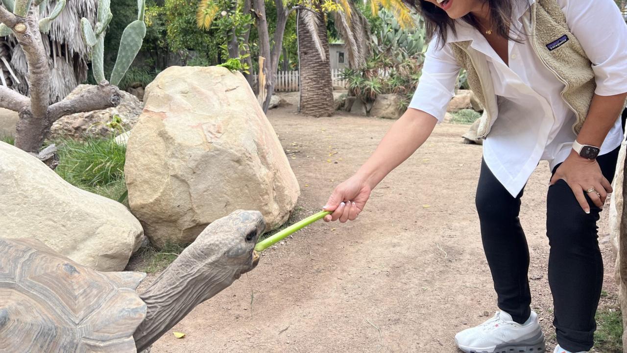 Ying McGuire with a turtle