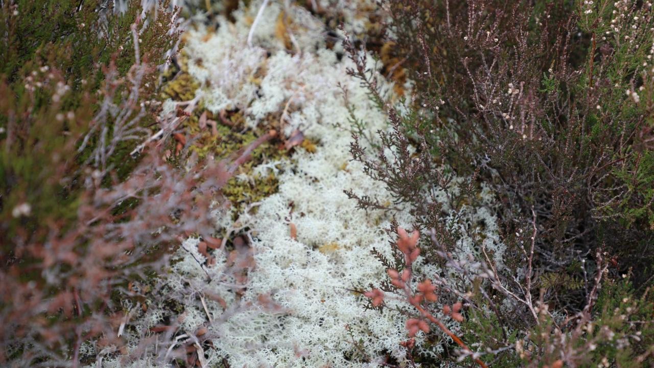 close up of ground cover foliage