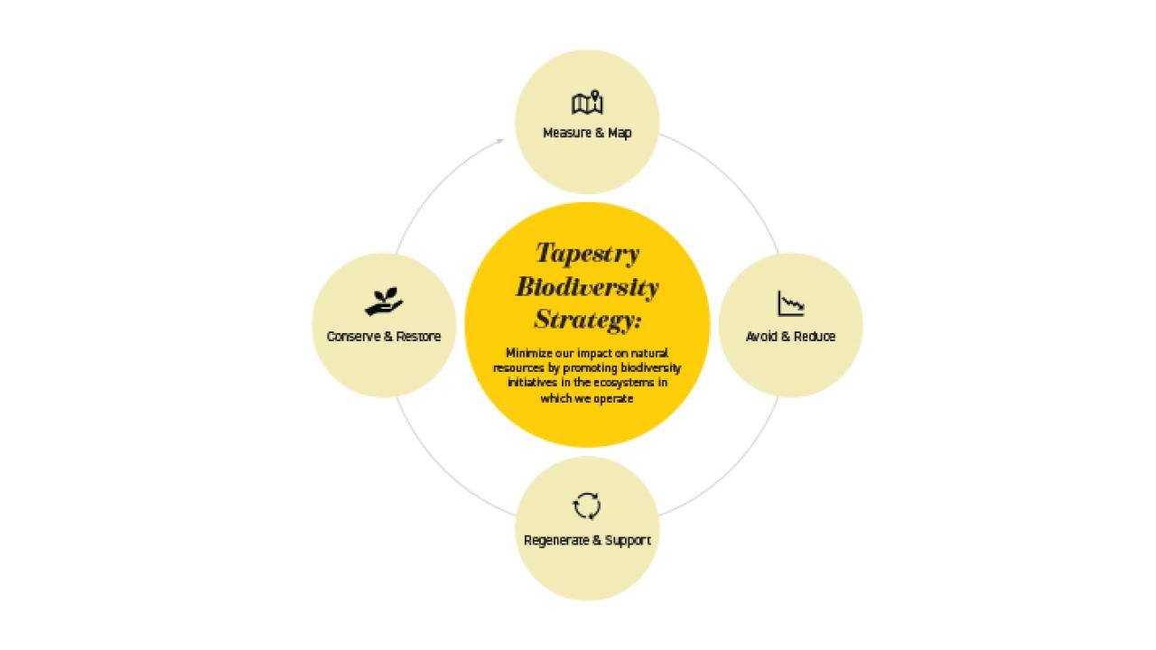 info graphic: "Tapestry biodiversity strategy" at the center, four circles around it each with a different subject: "Measure & map, avoid & reduce, regenerate & support, and conserve & restore"