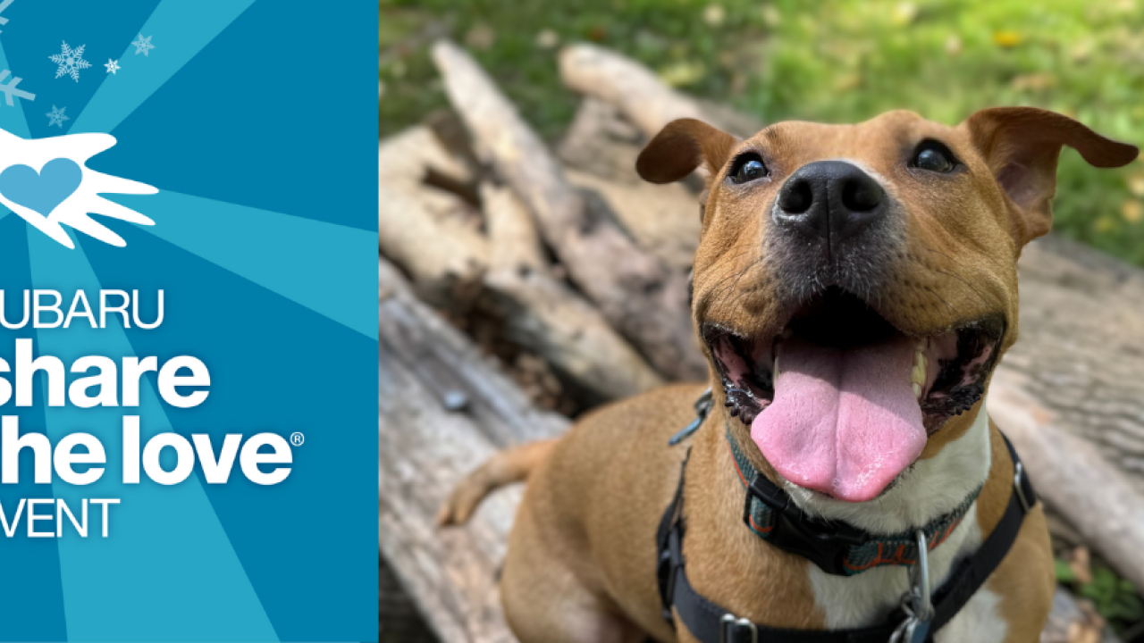 Subaru Share the love event logo, with a happy dog