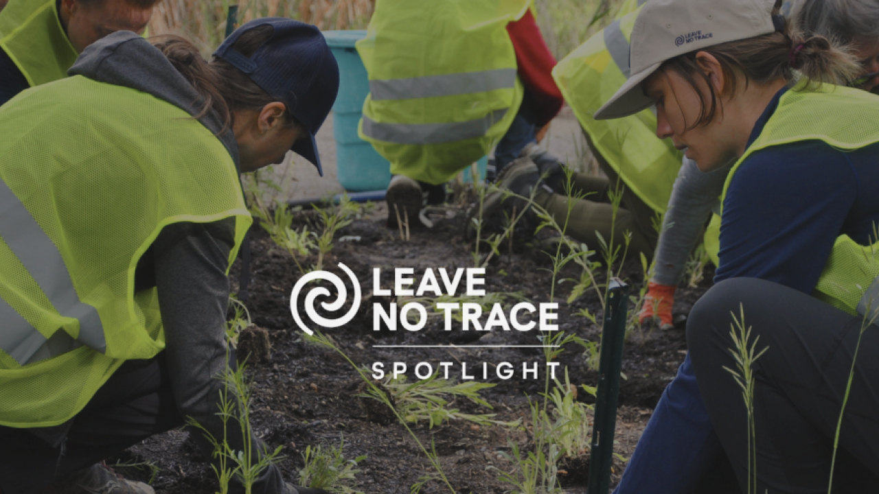People wearing hi-vis vests planting plants