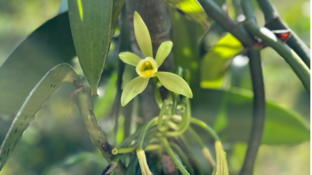 Vanilla plant