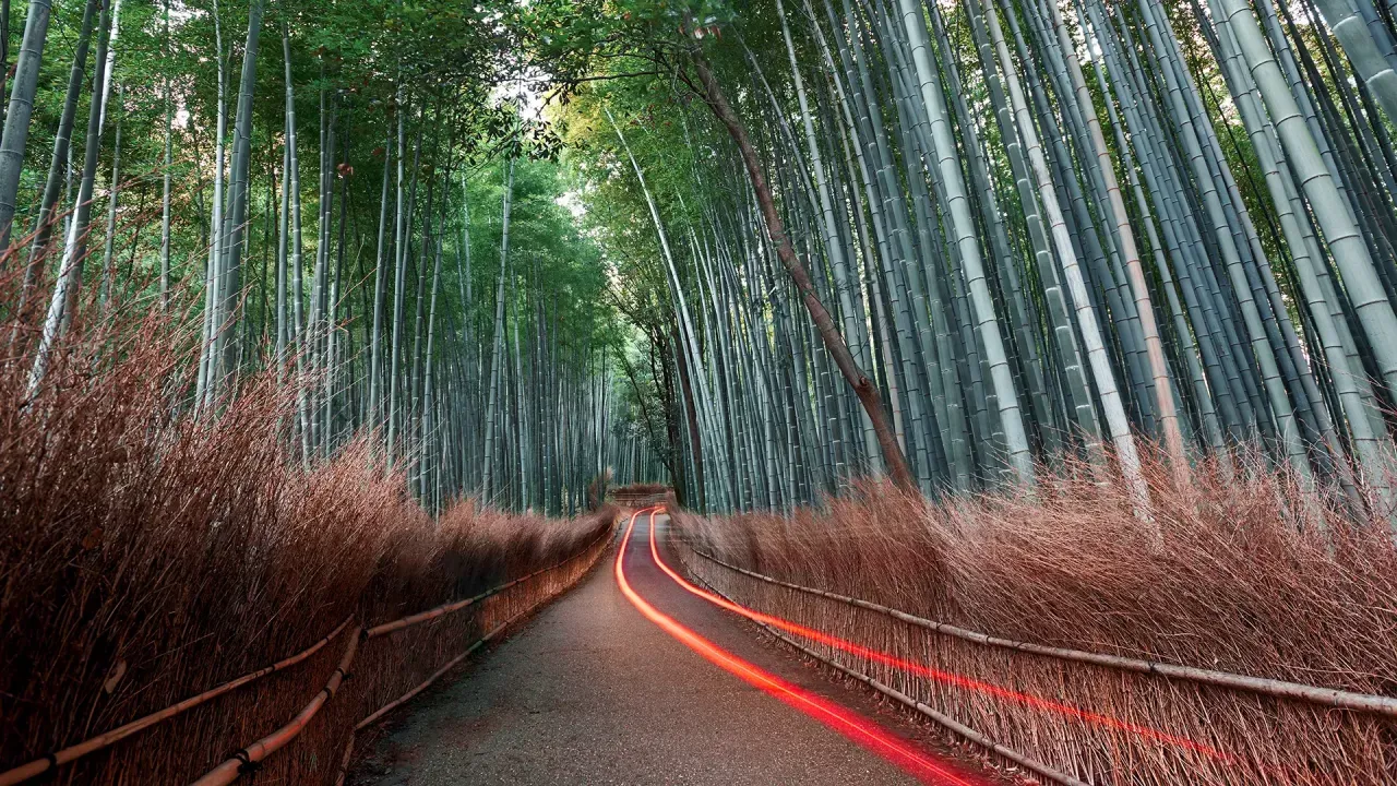 Bamboo forest