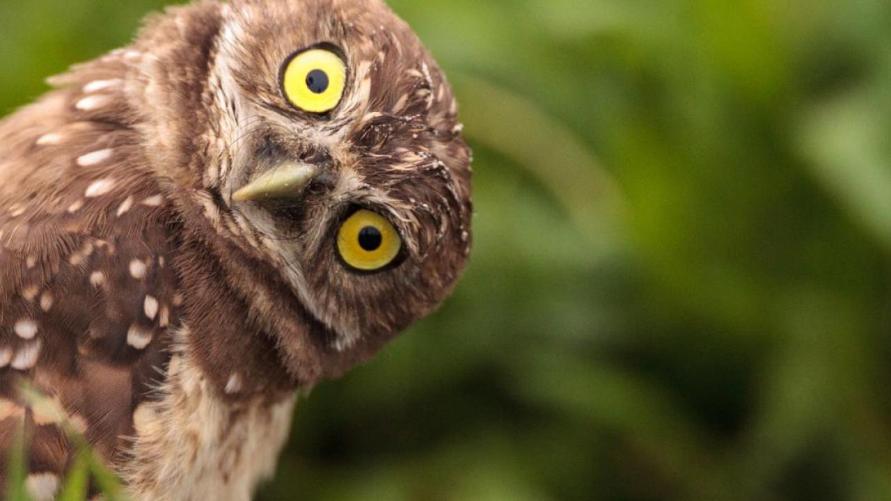 Owl looking sideways
