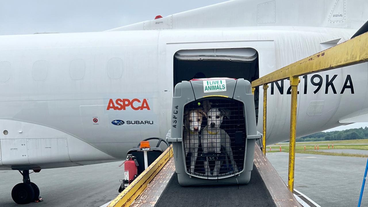 Two dogs in a crate together being loaded onto a plane