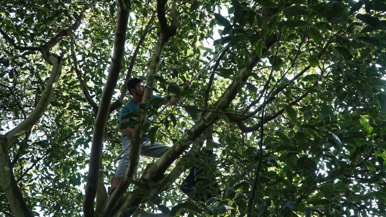 person high up in avocado tree