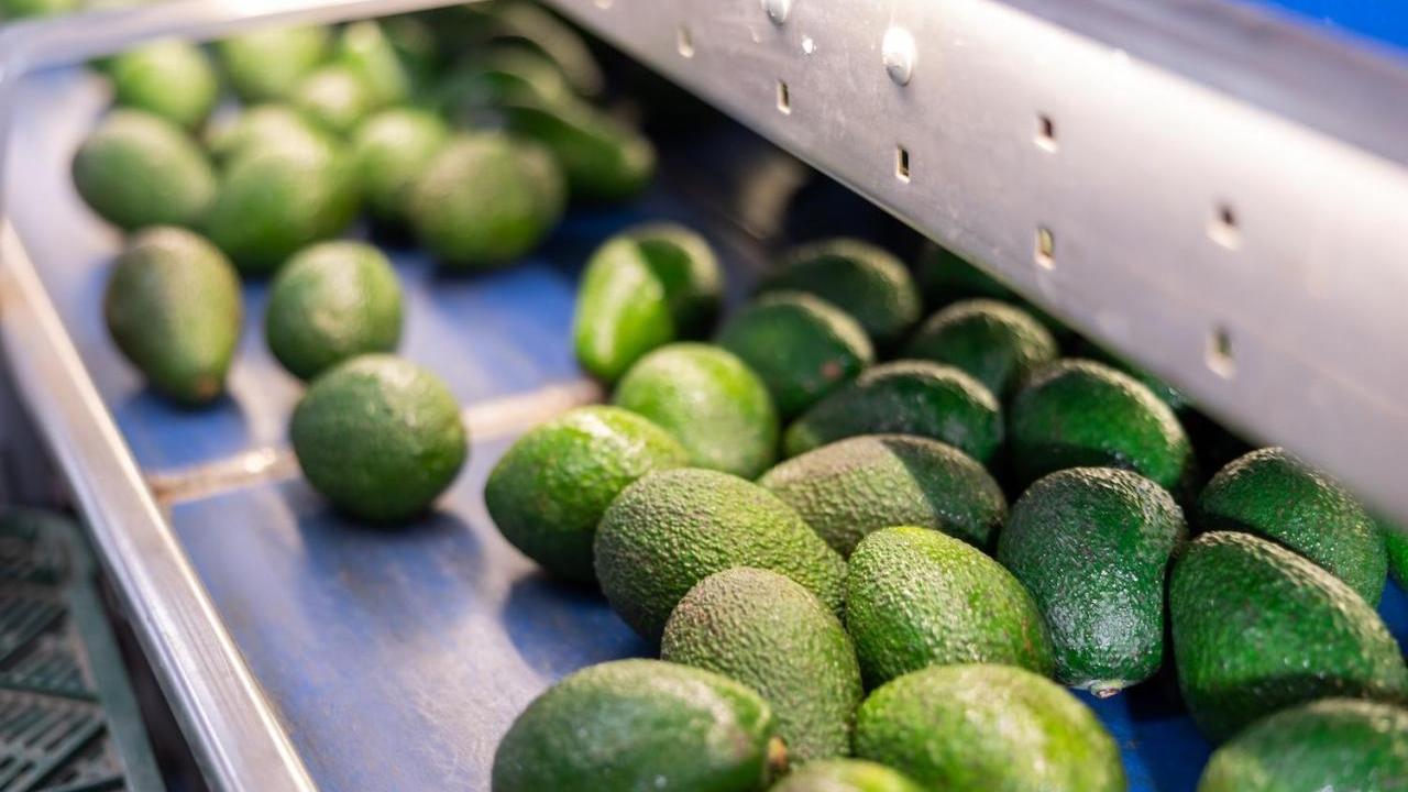 Avocados on a conveyor belt