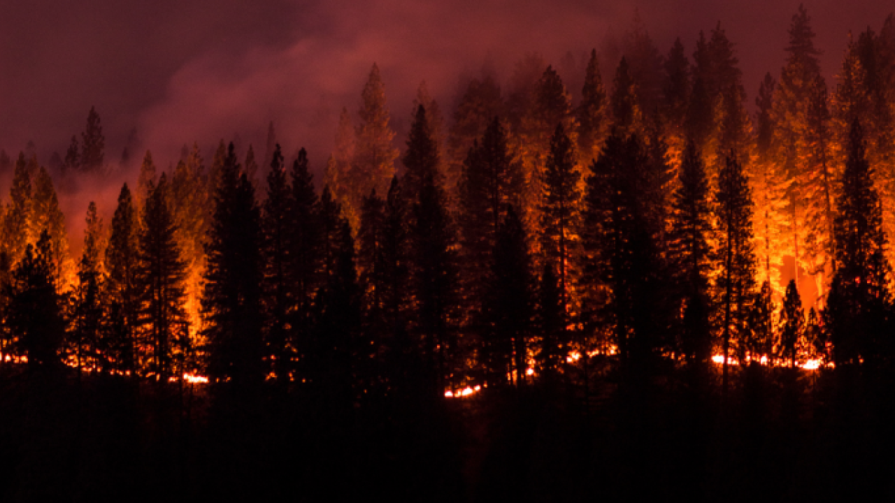 forest fire