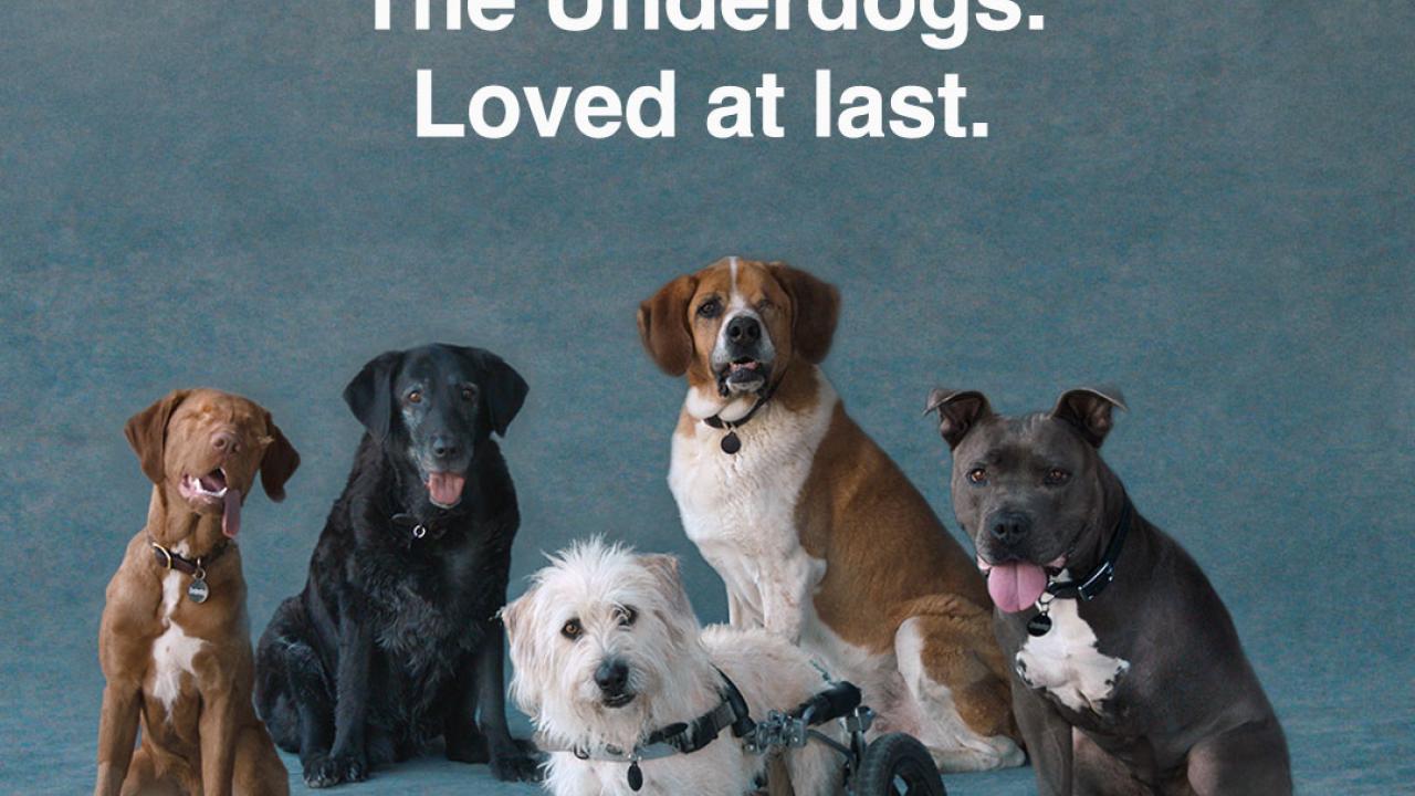5 dogs pose under text that says " The underdogs. Loved at last"