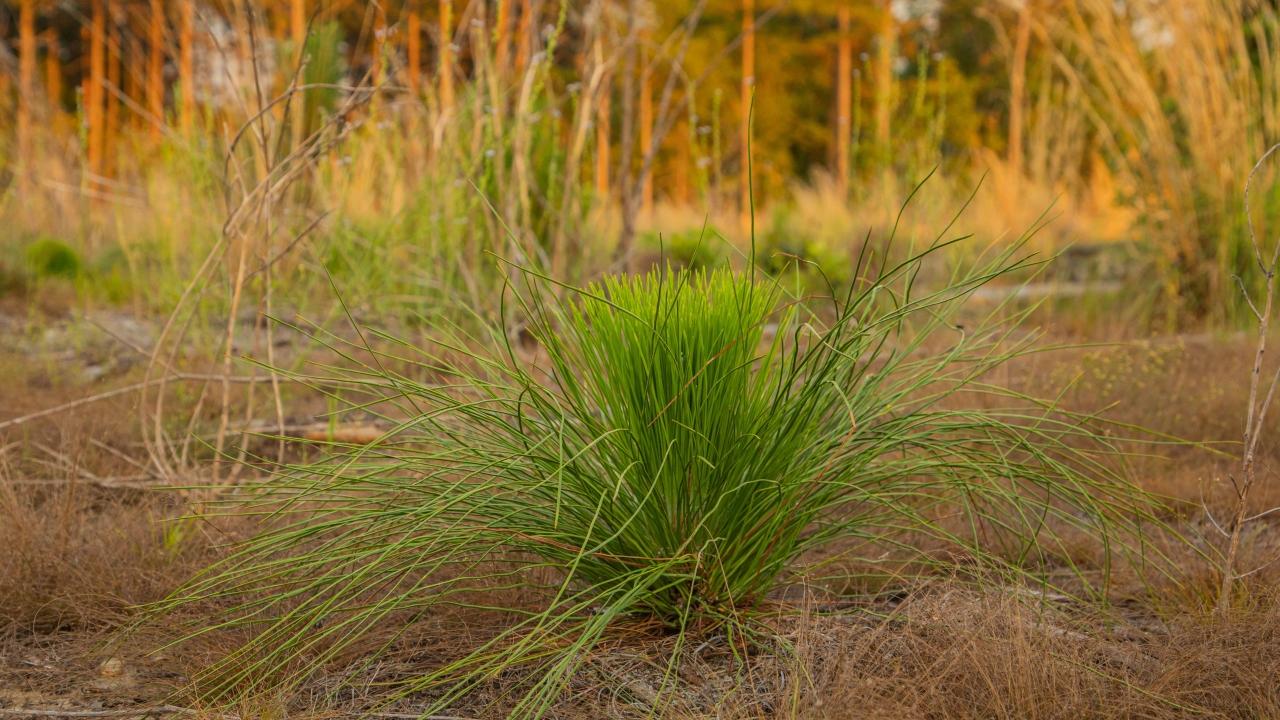 Longleaf seedling 