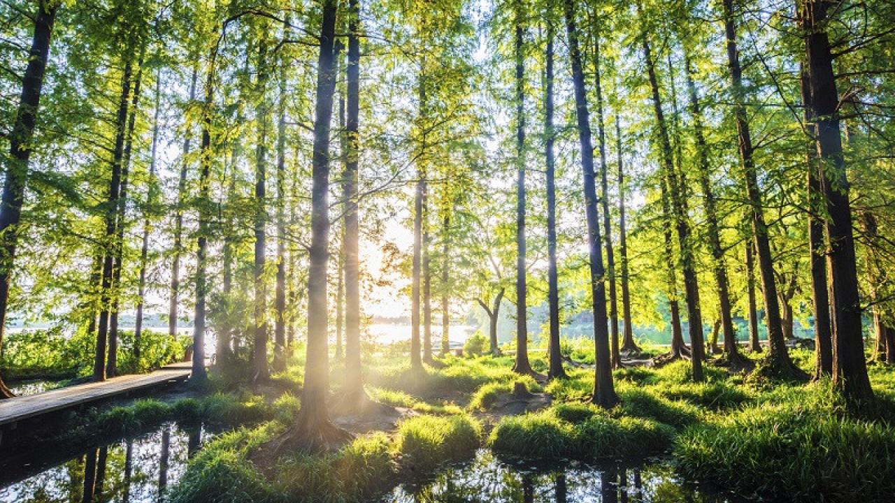 Landscape view of trees in a bog