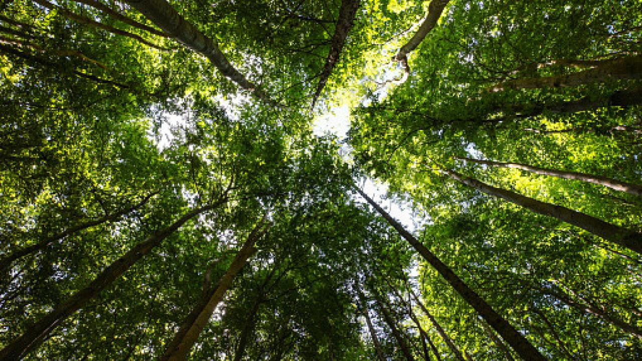 View of a treetop canopy