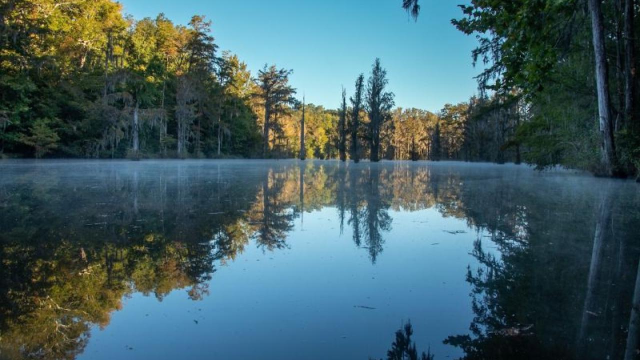 trees around a small lake