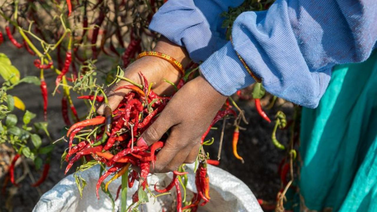 Person picking peppers