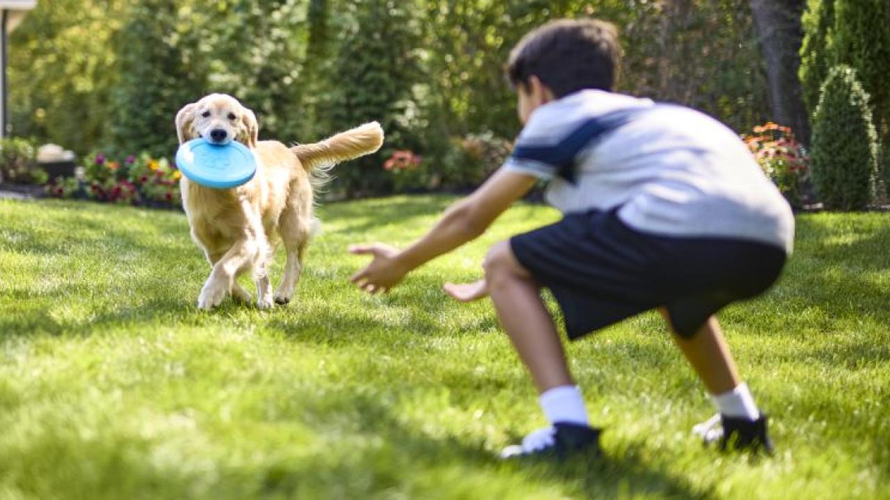 Dog with a toy