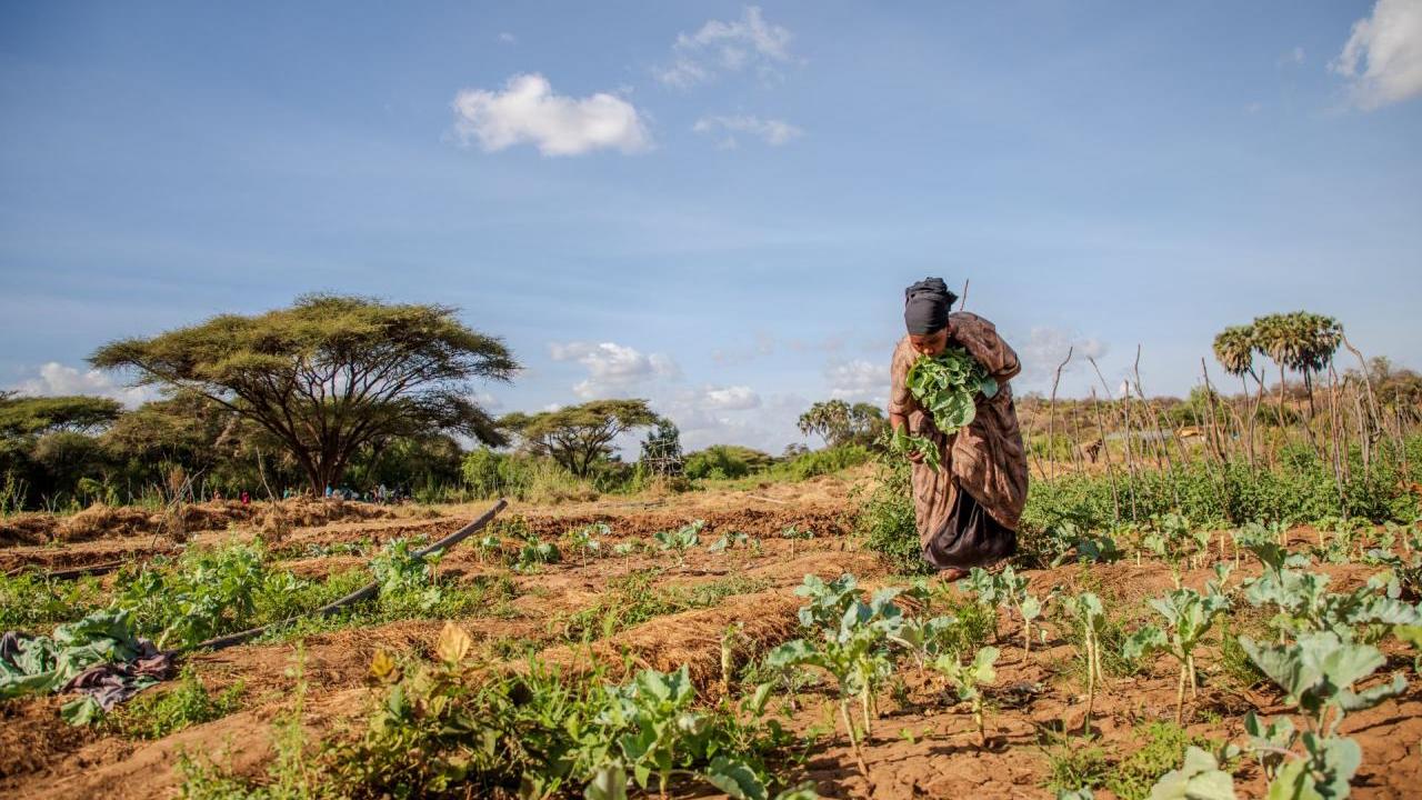 Shinda Yussuf, a member of the Habsa Women Group, tends to her crops.