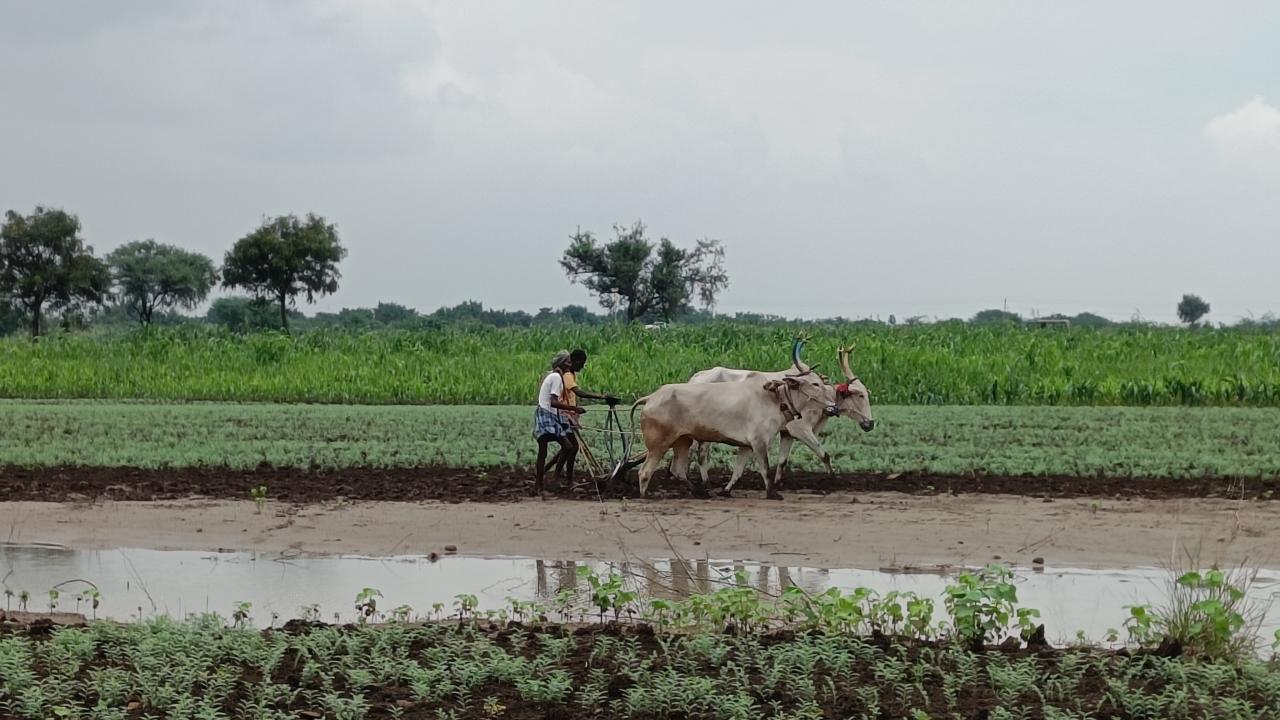 tilling with oxen