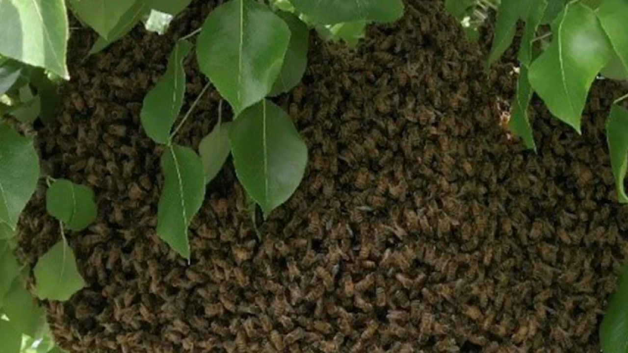 bee hive