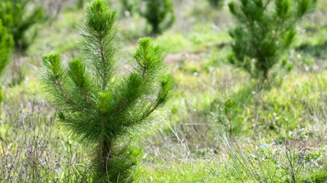 Saplings