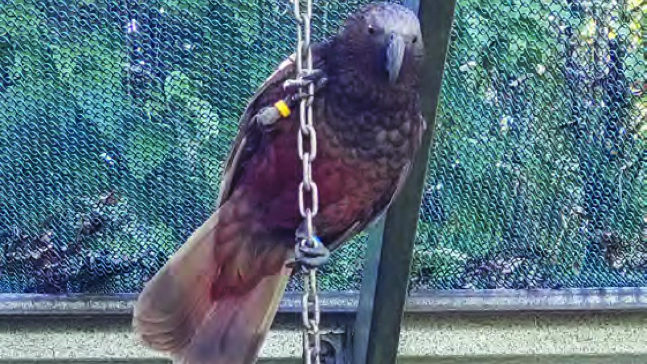 A bird perching on a chain