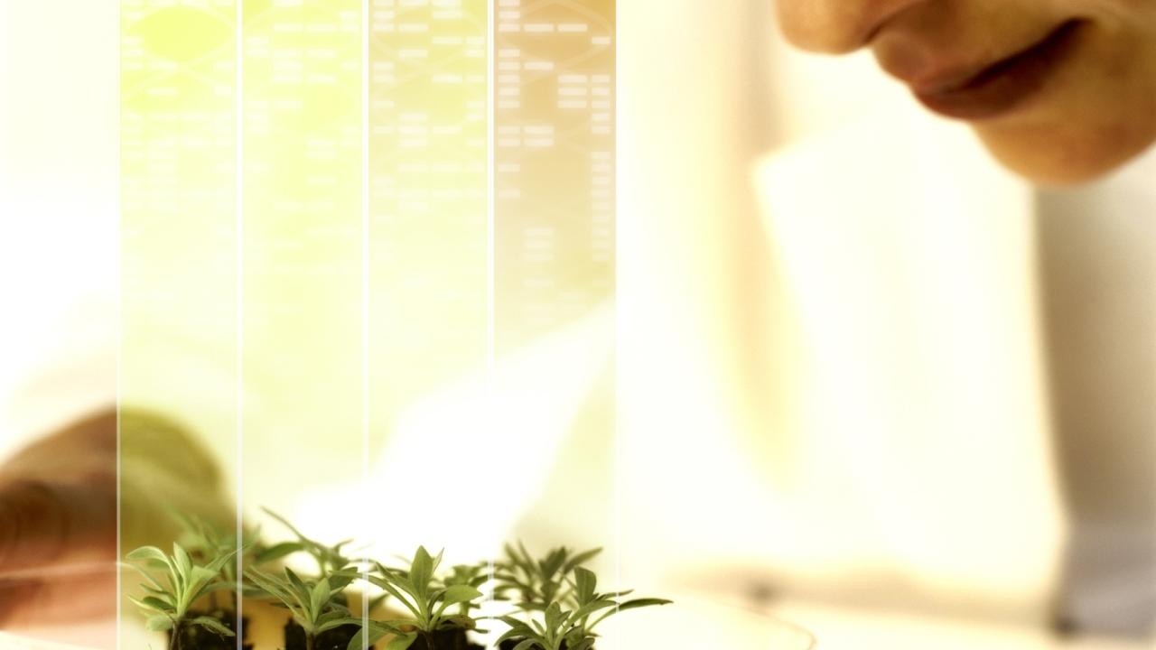 Bayer photo of plants