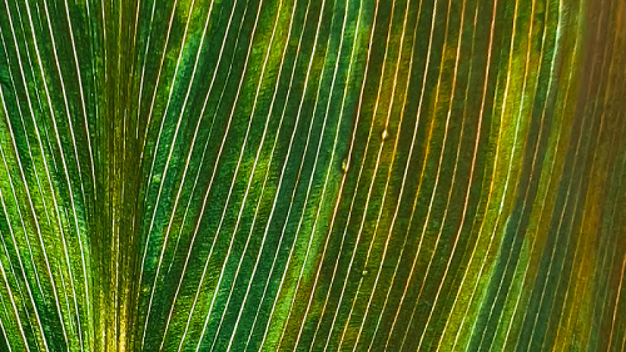 Close up of a green leaf