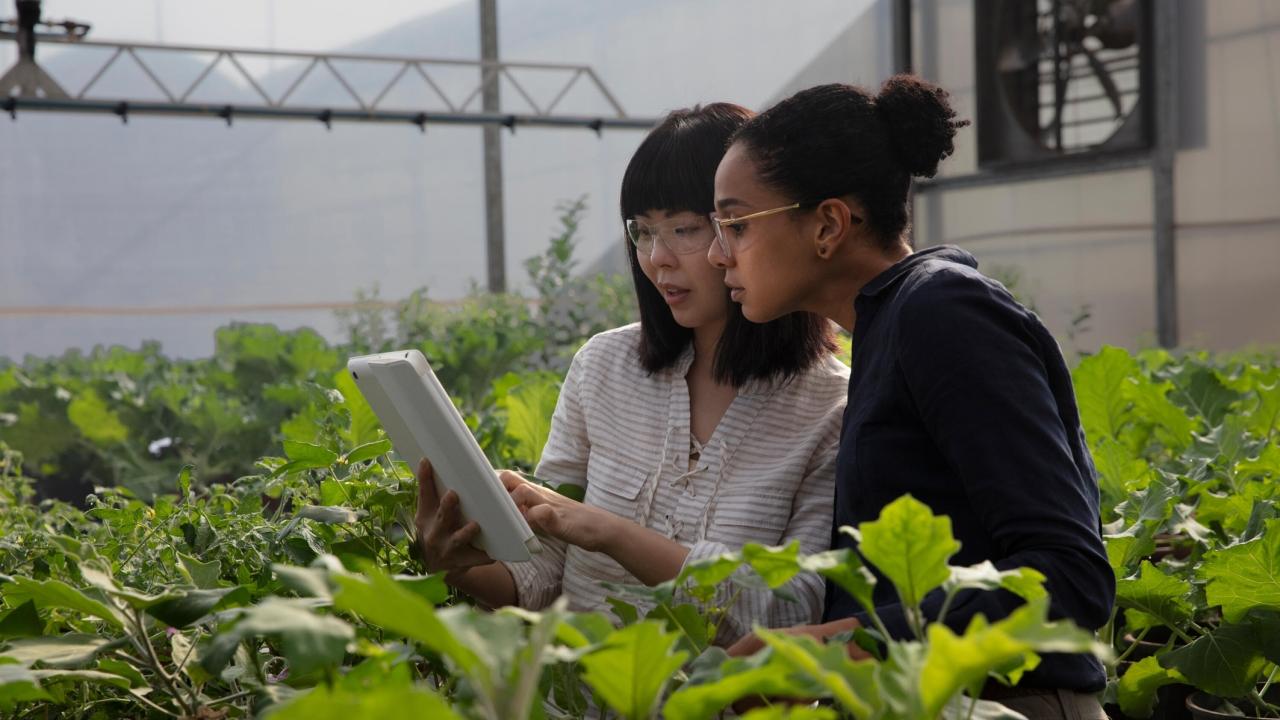 Two people look at a tech device screen while standing in a greenhouse surrounded by plants